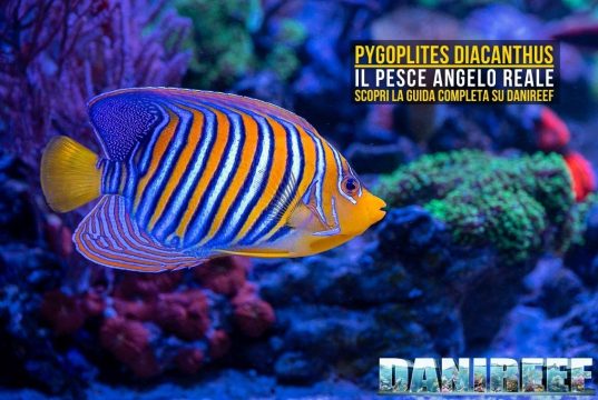 Pygoplites diacanthus: guida completa al pesce angelo reale