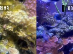 Acquario marino in crisi? recuperiamolo con l’equilibrio biologico