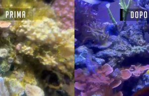 Acquario marino in crisi? recuperiamolo con l’equilibrio biologico