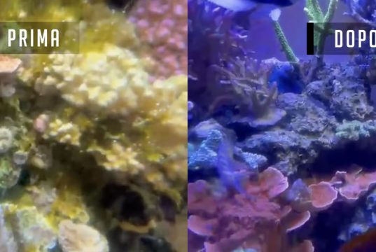 Acquario marino in crisi? recuperiamolo con l’equilibrio biologico