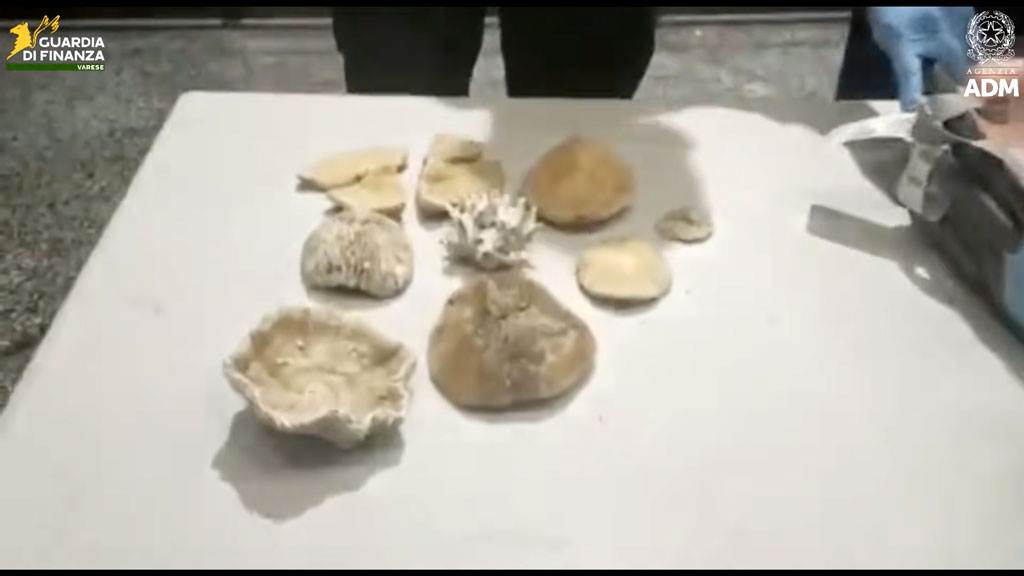 3 kg di coralli in valigia dalle Mauritius: coppia multata a Malpensa