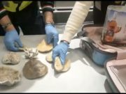 3 kg di coralli in valigia dalle Mauritius: coppia multata a Malpensa