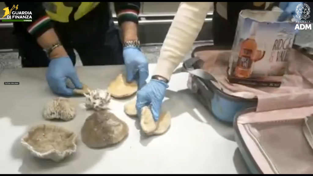 3 kg di coralli in valigia dalle Mauritius: coppia multata a Malpensa