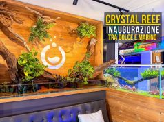 Apre Crystal Reef: un nuovo negozio per gli acquariofili a Cerea