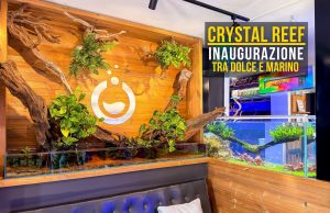 Apre Crystal Reef: un nuovo negozio per gli acquariofili a Cerea