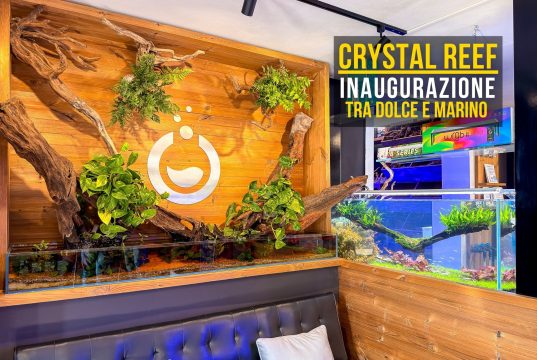 Apre Crystal Reef: un nuovo negozio per gli acquariofili a Cerea