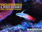 Nemateleotris magnifica: guida al pesce freccia in acquario marino