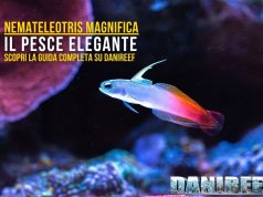 Nemateleotris magnifica: guida al pesce freccia in acquario marino