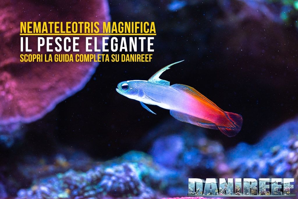 La nostra copertina dedicata al Nemateleotris magnifica
