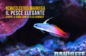 Nemateleotris magnifica: guida al pesce freccia in acquario marino