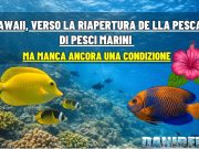 Hawaii: la pesca di pesci per acquari può riaprire davvero?