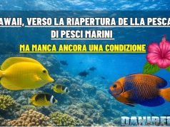 Hawaii: la pesca di pesci per acquari può riaprire davvero?