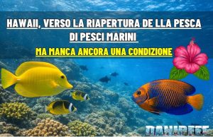 Hawaii: la pesca di pesci per acquari può riaprire davvero?