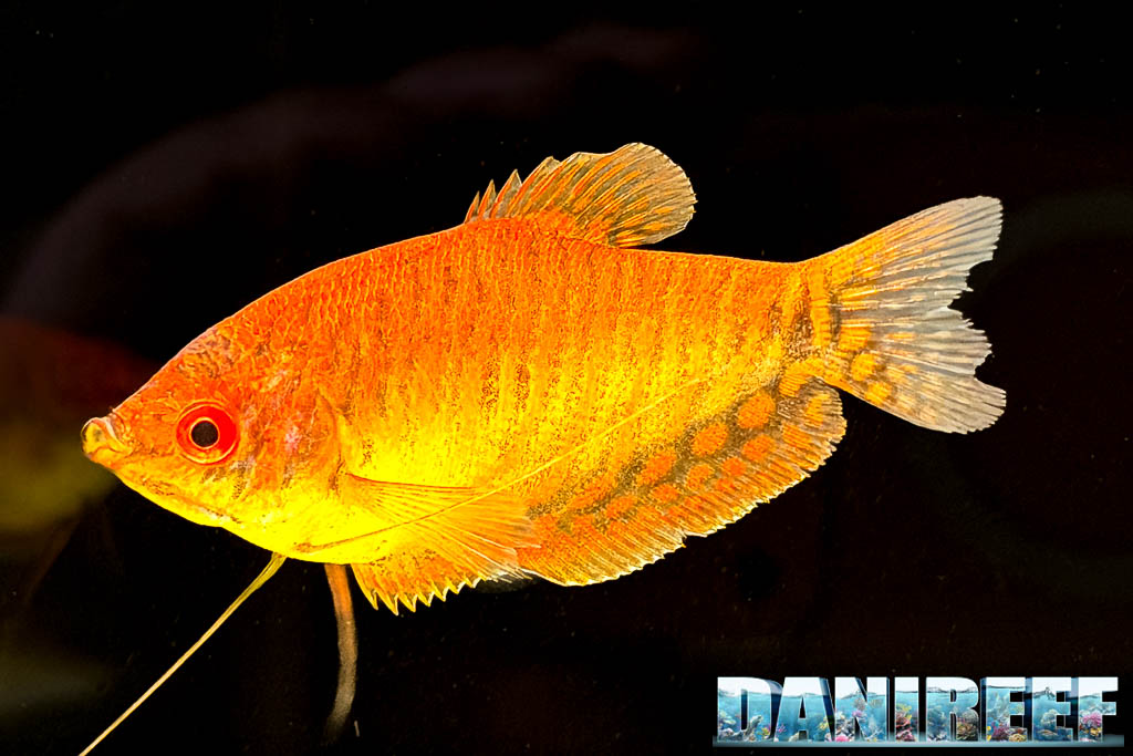 Thricopodus thricopterus varietà Orange fotografato nelle vasche di AcquarioMania a Macerata