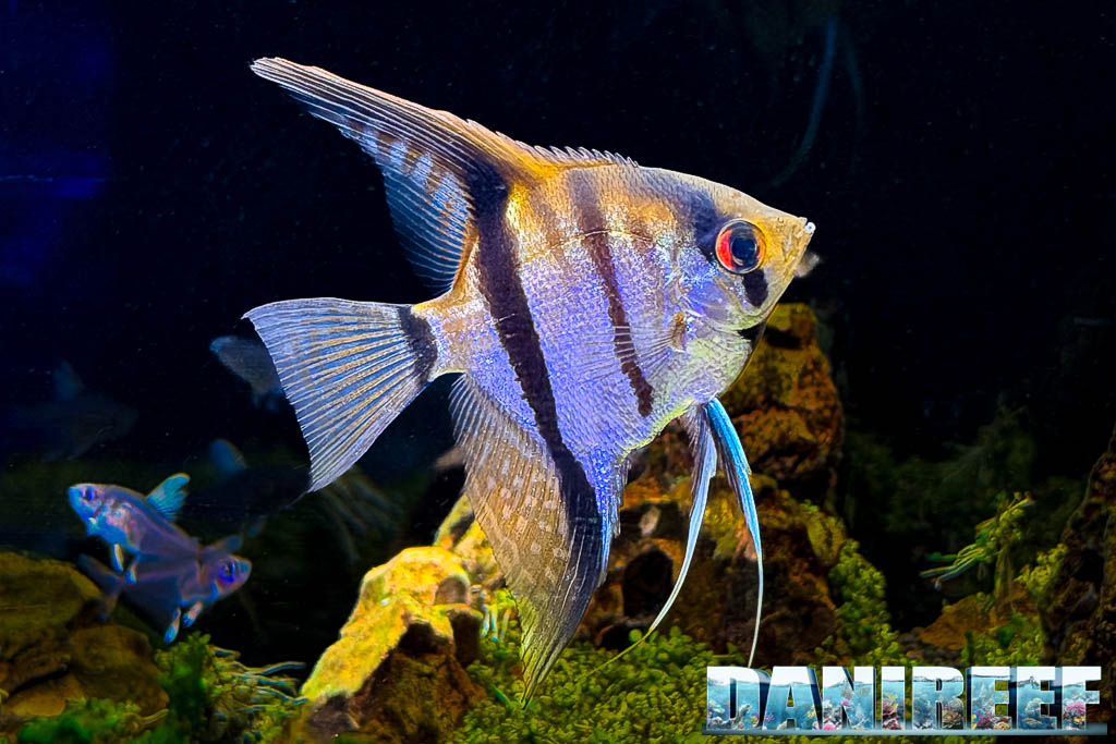 Pterophyllum scalare in vendita da AcquarioMania a Macerata