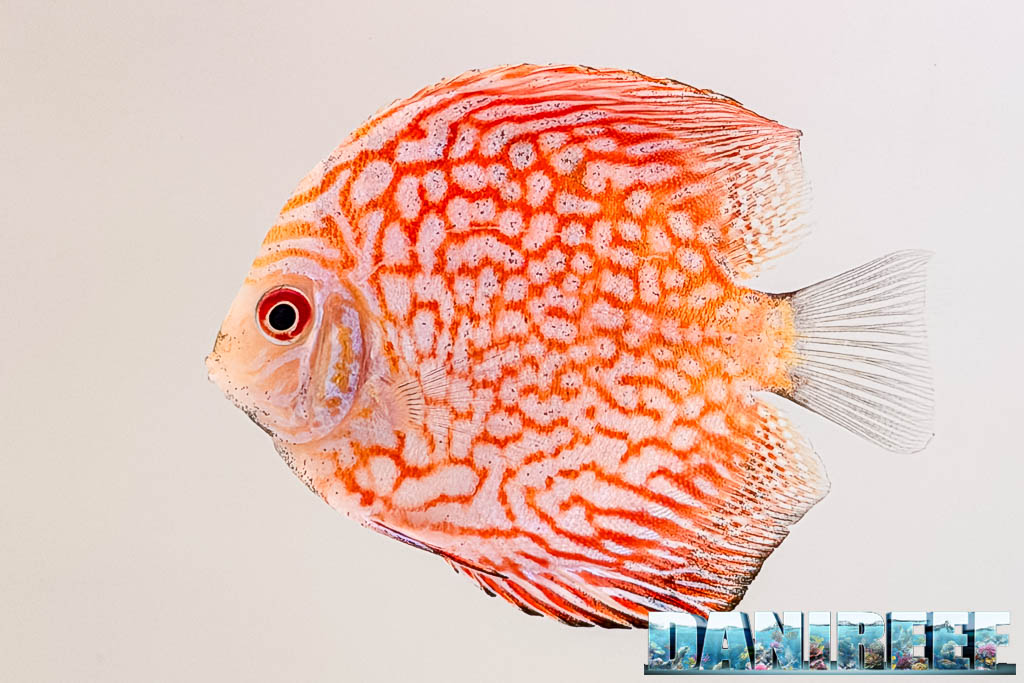 Discus esposti nelle vasche del negozio AcquarioMania di Macerata