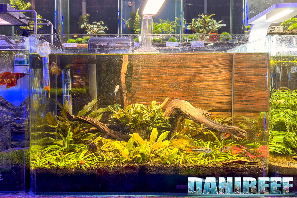 Acquario d'acqua dolce allestito da AcquarioMania con Apistogramma macmasteri