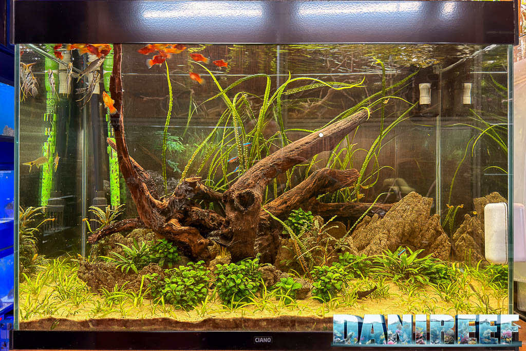 Acquario Ciano allestito esposto nel negozio AcquarioMania di Macerata