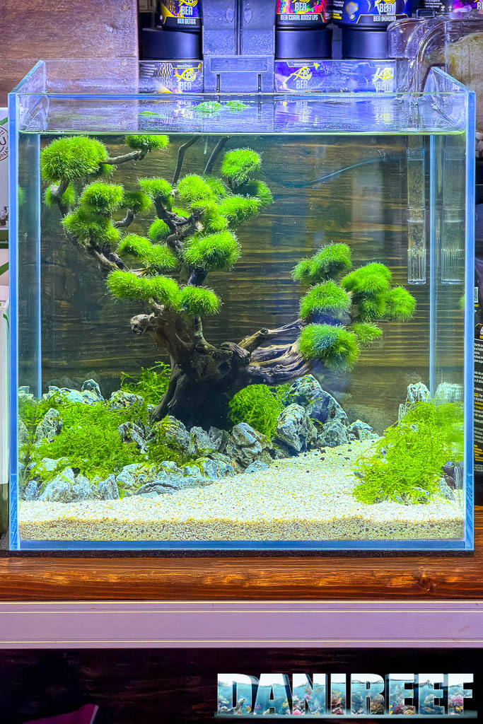 Acquario aquascaping allestito da AcquarioMania a Macerata