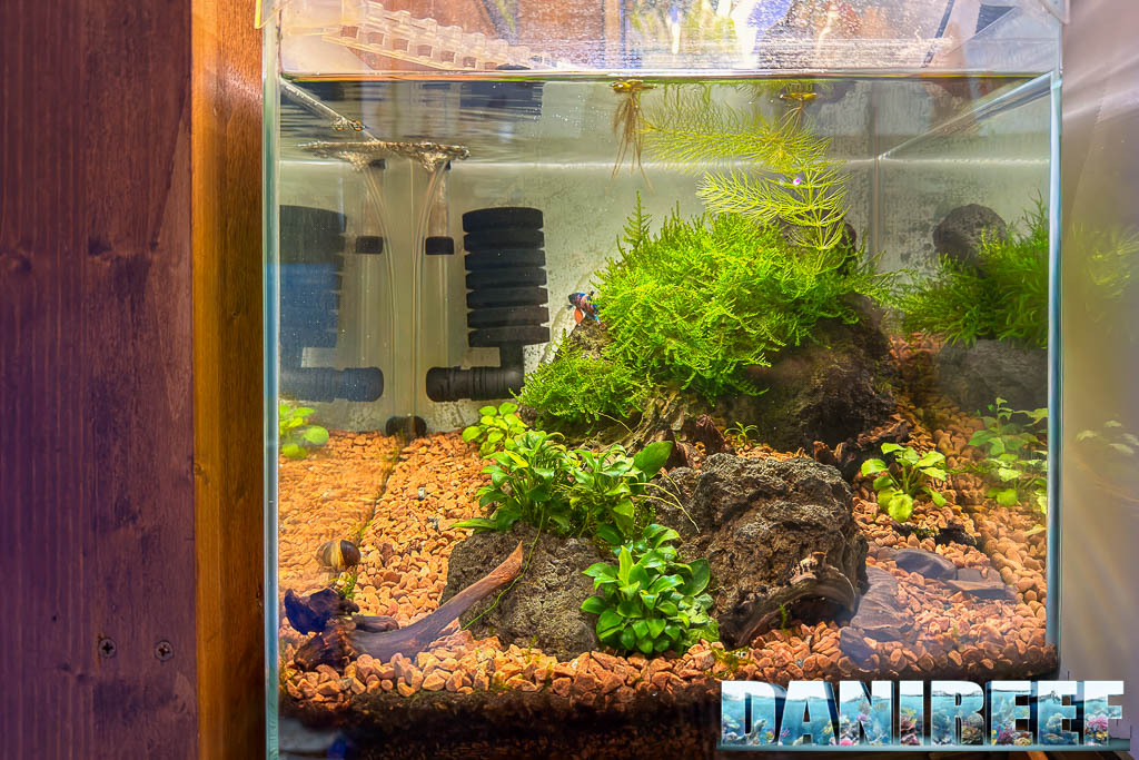 Piccolo acquario allestito con Betta splendens da AcquarioMania a Macerata
