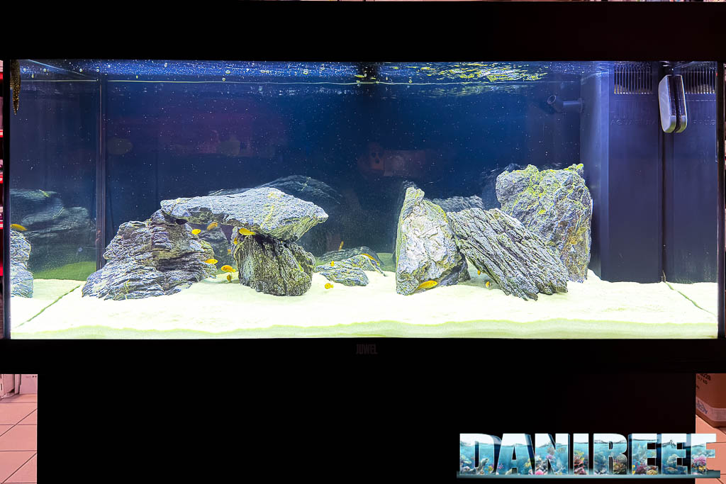 Acquario dedicato ai ciclidi africani nel negozio AcquarioMania di Macerata