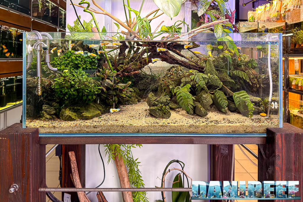 Acquario d'acqua dolce allestito da AcquarioMania a Macerata con guppy e piante