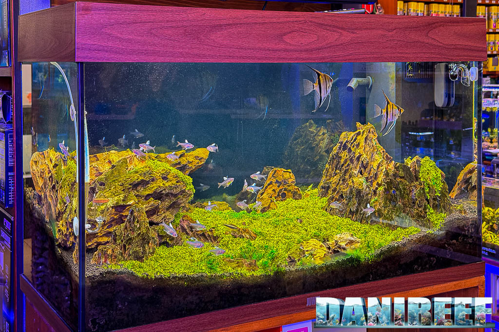 Acquario Juwel allestito fotografato da AcquarioMania a Macerata