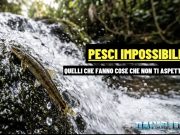 Parakneria thysi: il pesce che risale le cascate