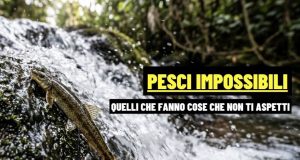 Parakneria thysi: il pesce che risale le cascate