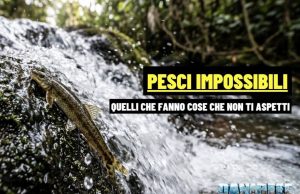 Parakneria thysi: il pesce che risale le cascate