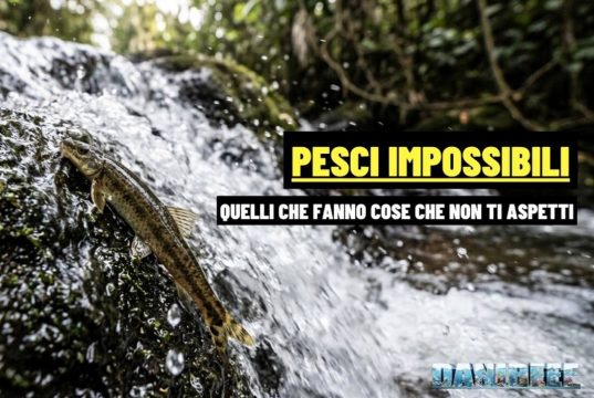 Parakneria thysi: il pesce che risale le cascate