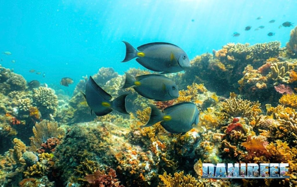Acanthurus monroviae