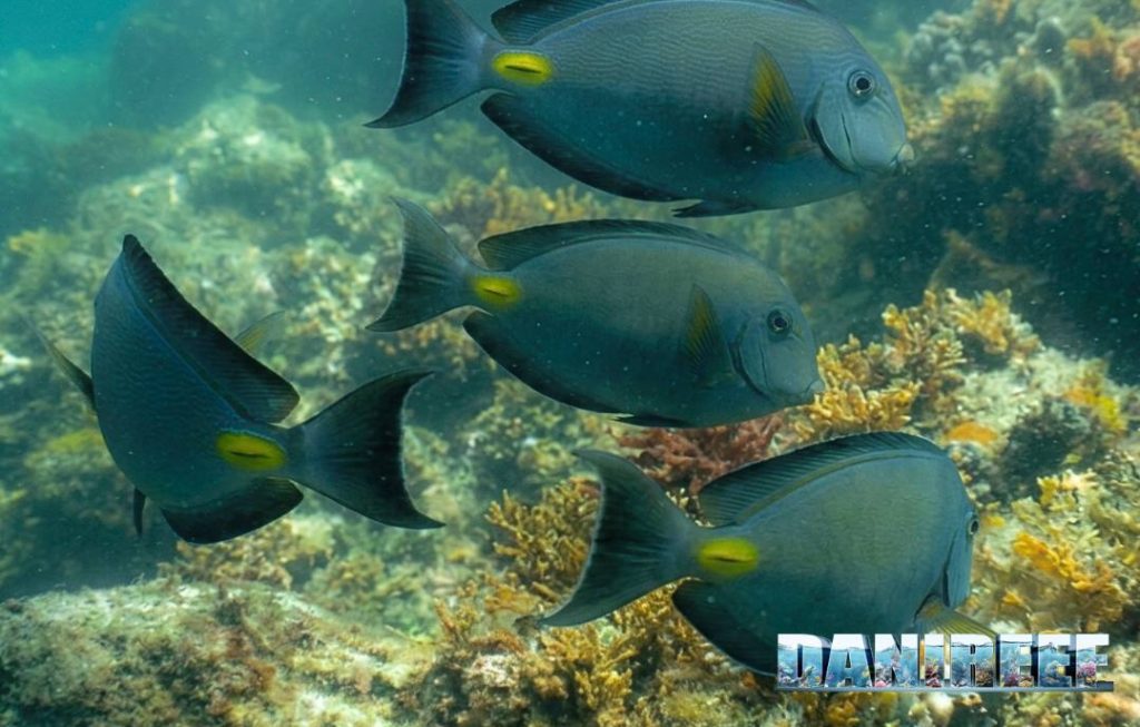 Acanthurus monroviae