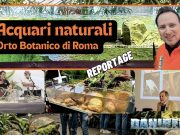 Acquari Naturali all’Orto Botanico di Roma: il cambio di passo