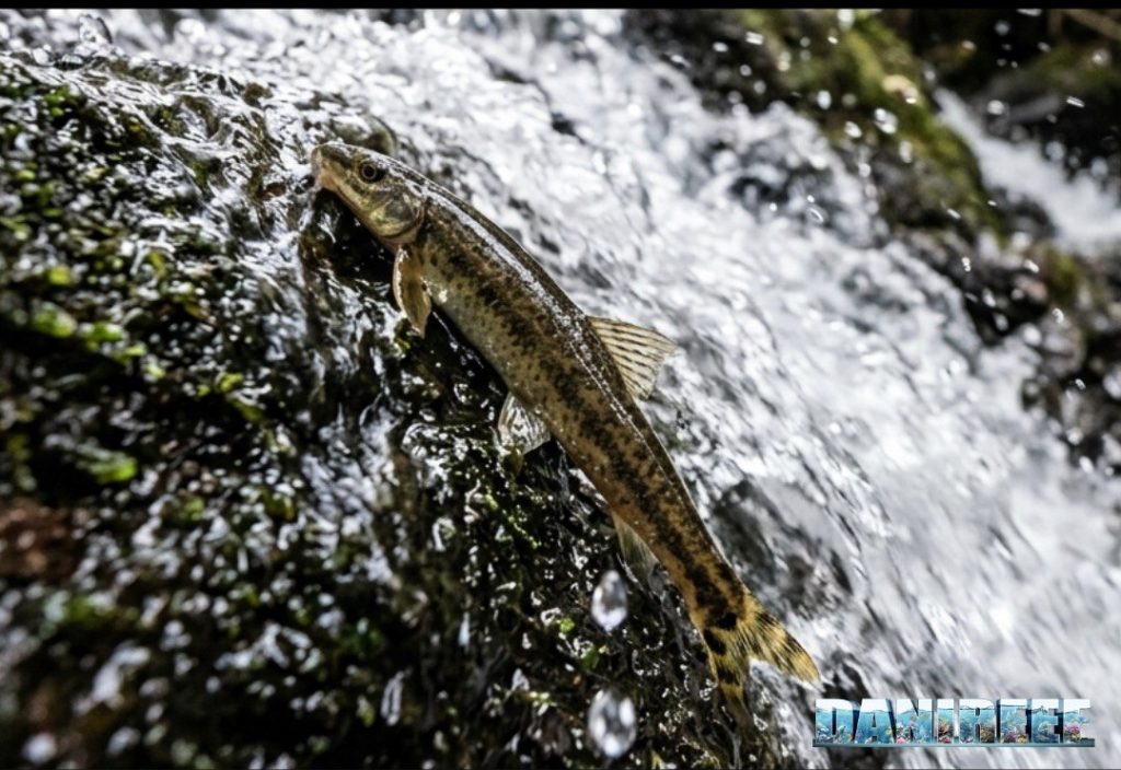 Parakneria thysi