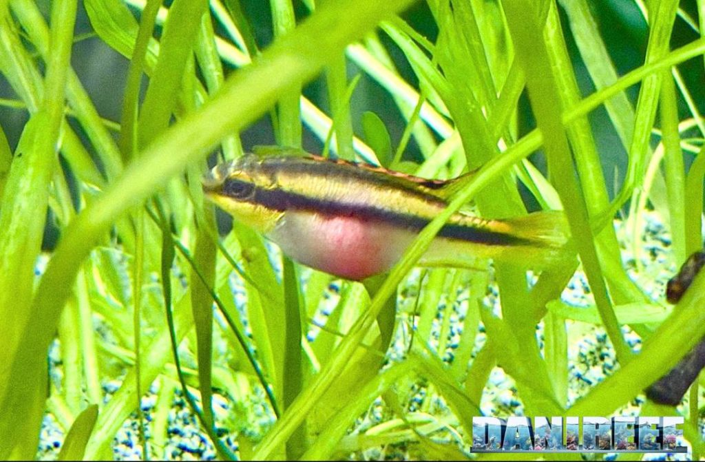 Pelvicachromis pulcher femmina