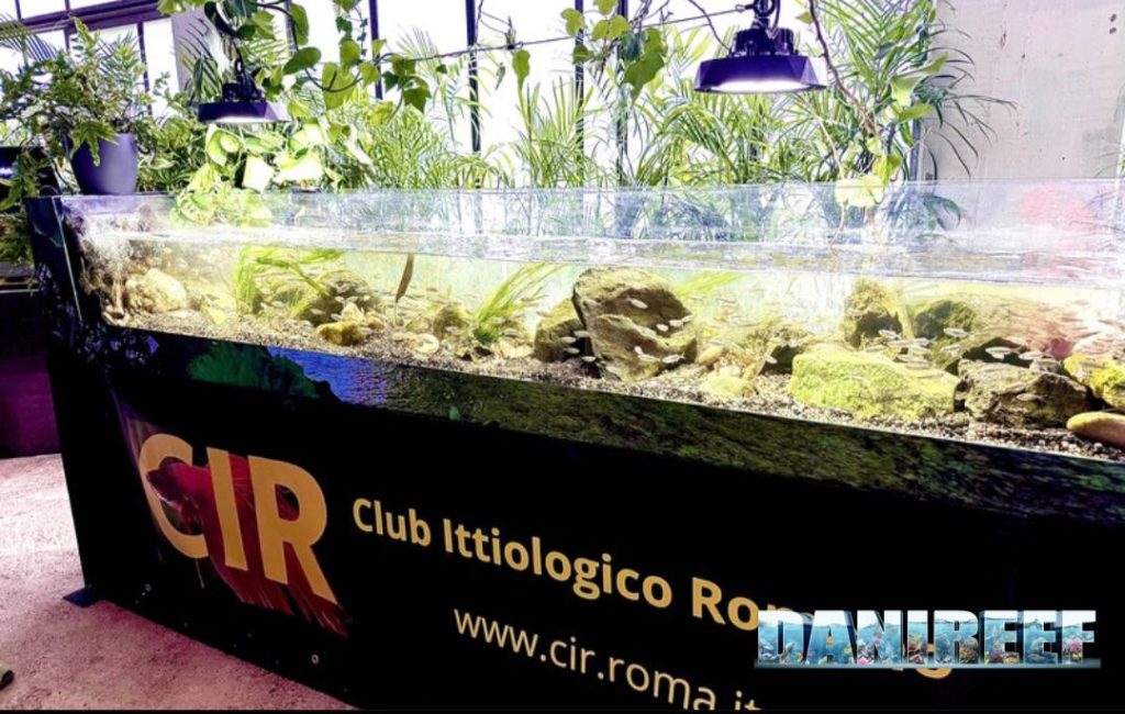 Acquario corso d'acqua Sri Lanka