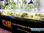 CIR: la vasca fluviale ad Acquari Naturali: corrente e habitat reale acquari naturali orto botanico roma