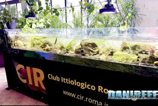 CIR: la vasca fluviale ad Acquari Naturali: corrente e habitat reale acquari naturali orto botanico roma