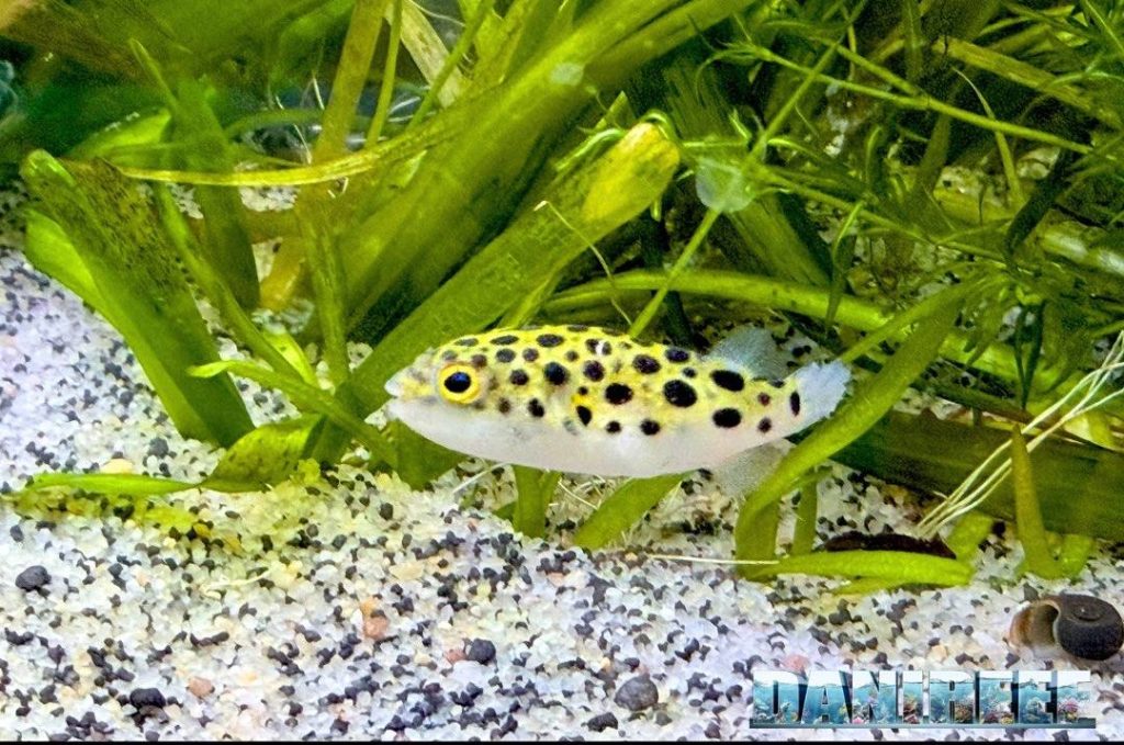 Tetraodon nigroviridis