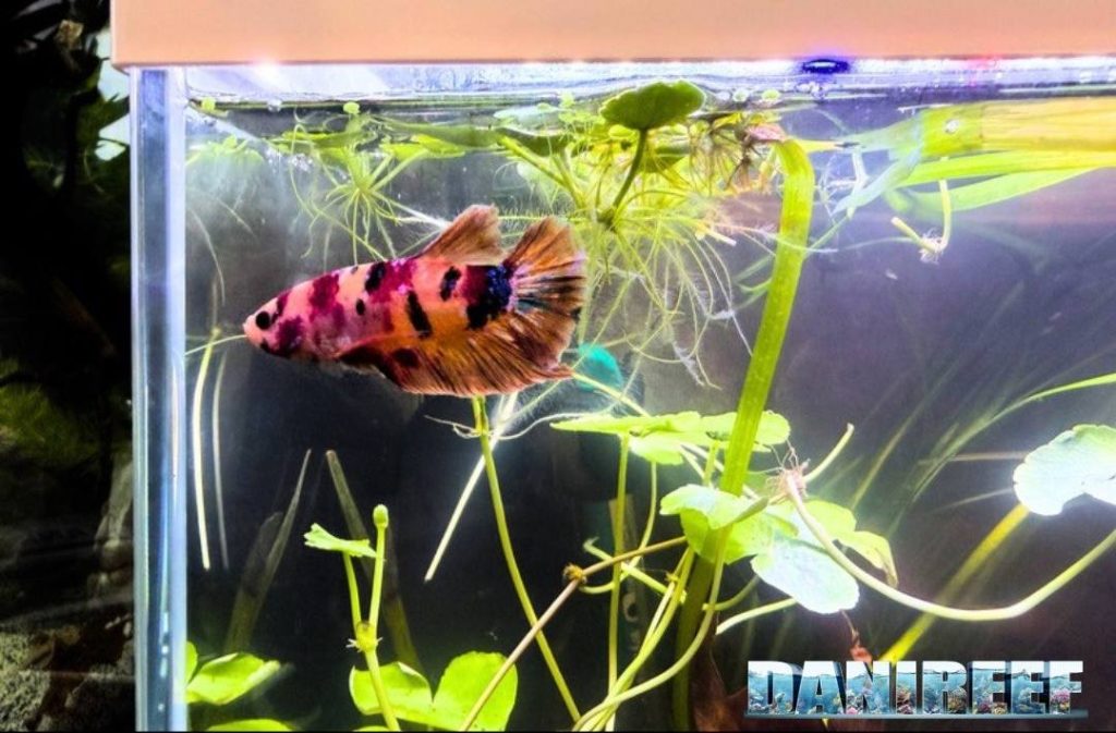 Betta splendens plakat koi
