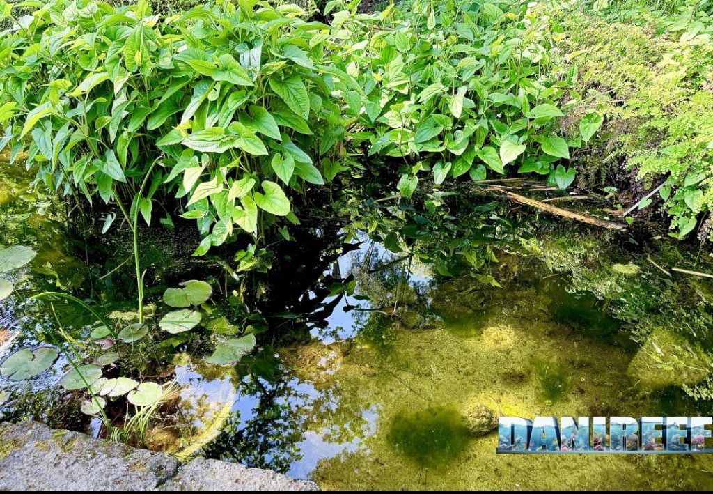 Pond per la conservazione degli anfibi
