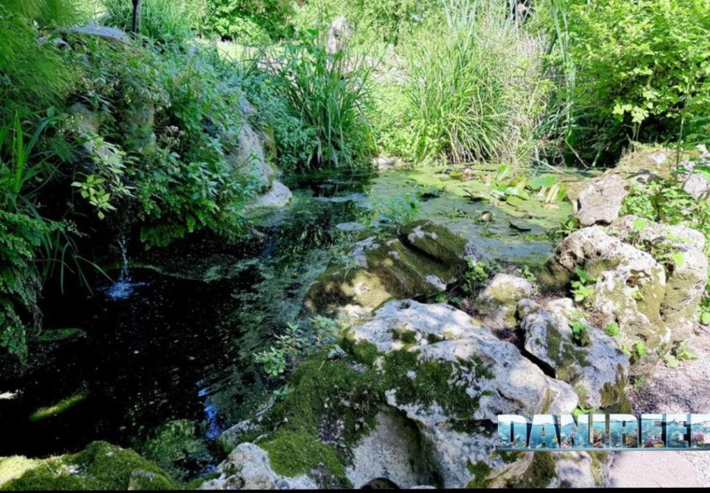 Laghetto dedicato alle piante galleggianti
