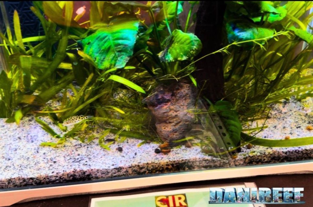 Acquario per Tetraodon nigroviridis