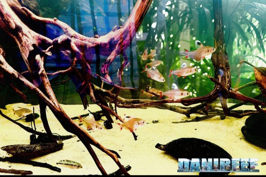 Acquario con Hyphessobrycon bentosi e Apistogramma hongsloi