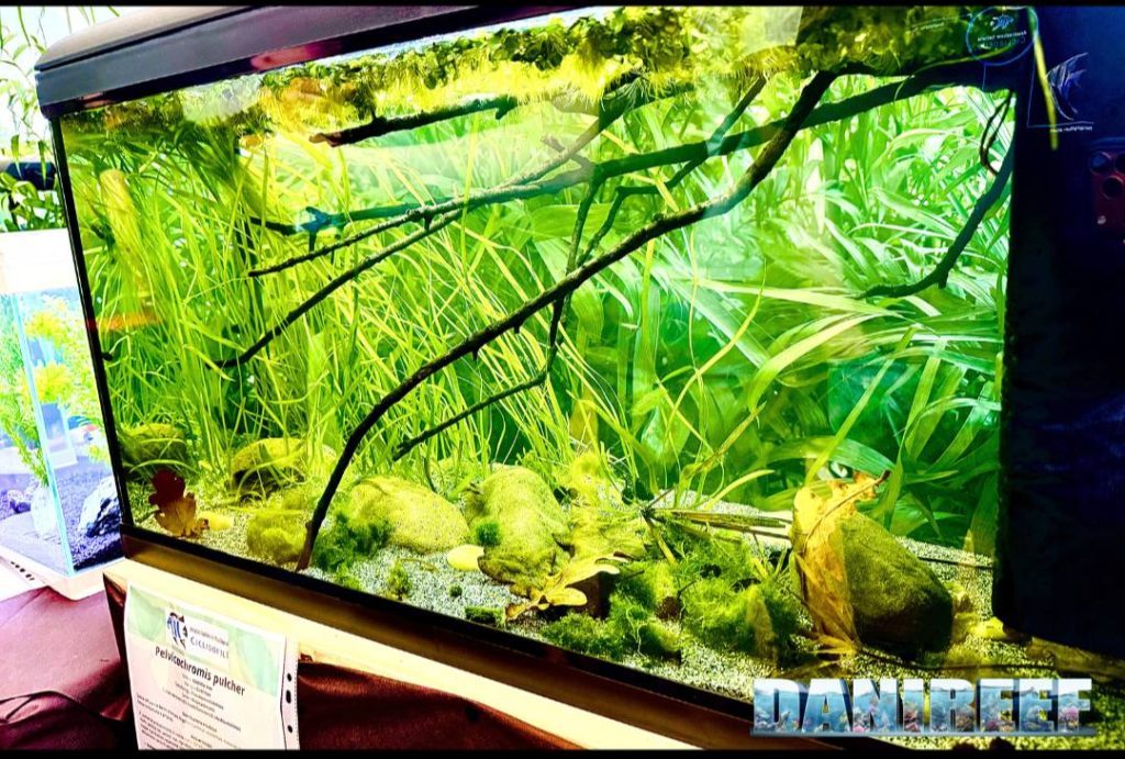 Acquario con Pelvicachromis pulcher e Poropanchax normani