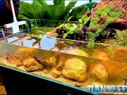 L’aquascaping shallow di IAC ispirato alla Silent Valley acquari ornamentali orto botanico roma
