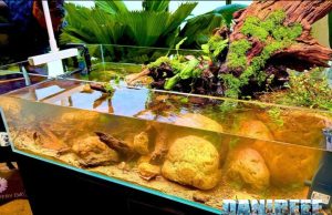 L’aquascaping shallow di IAC ispirato alla Silent Valley acquari ornamentali orto botanico roma