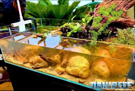 L’aquascaping shallow di IAC ispirato alla Silent Valley acquari ornamentali orto botanico roma