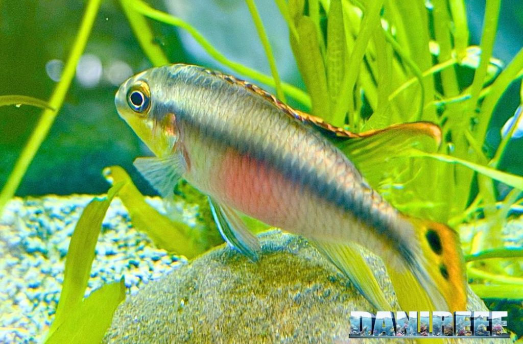 Pelvicachromis pulcher maschio